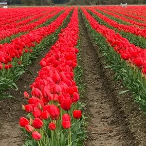 Meet your Posher, Carrie